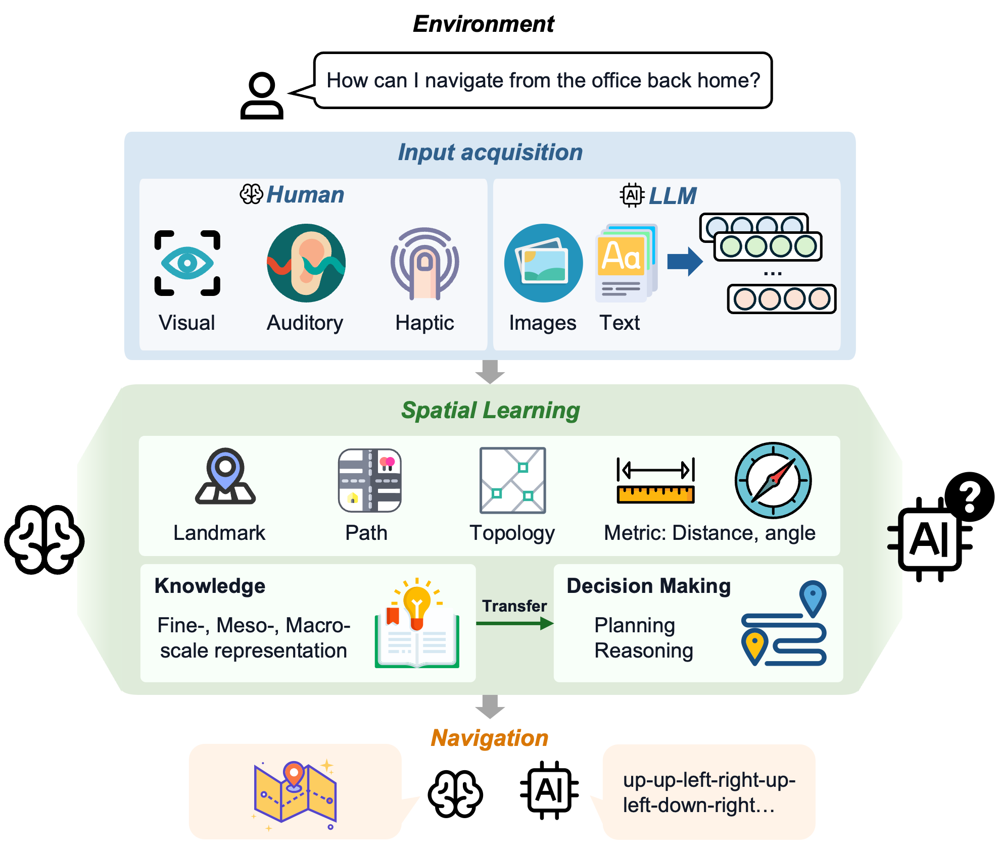 From spatial input to navigation: where LLMs differ from human spatial cognition.